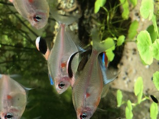 Tetra červenoskvrnná 5 cm (Hyphessobrycon erythrostigma)