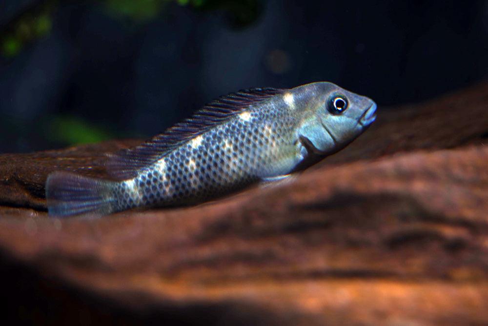 Hrbohlavec Africký (Steatocranus casuaris)