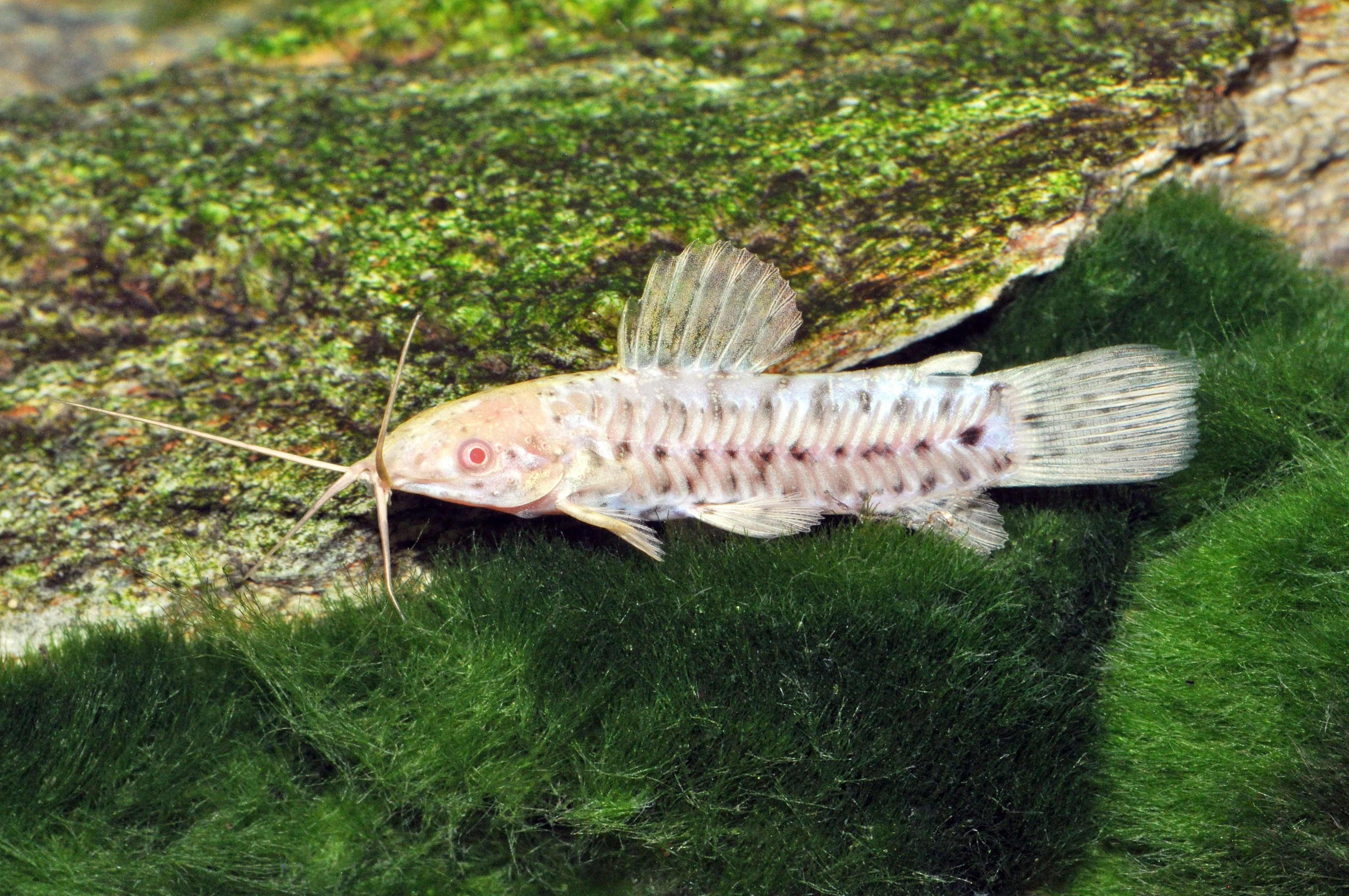Pancéřníček kropenatý zlatý 4-5 cm (Megalechis thoracata gold 4-5 cm)
