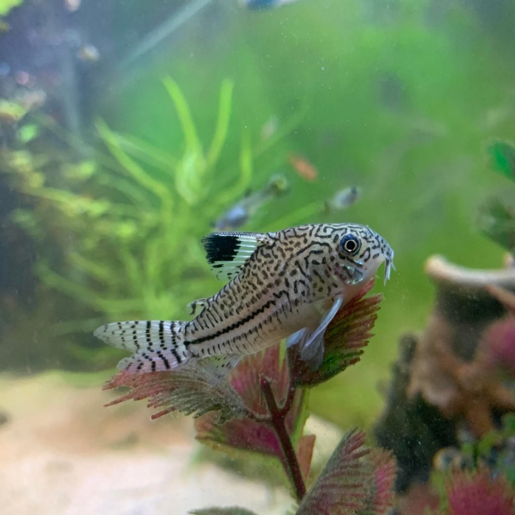 Pancéřníček leopardí 2,5-3cm (Corydoras julii)