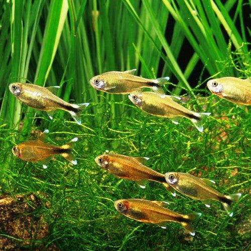 Tetra měděná 2-2,5cm (Hasemania nana)