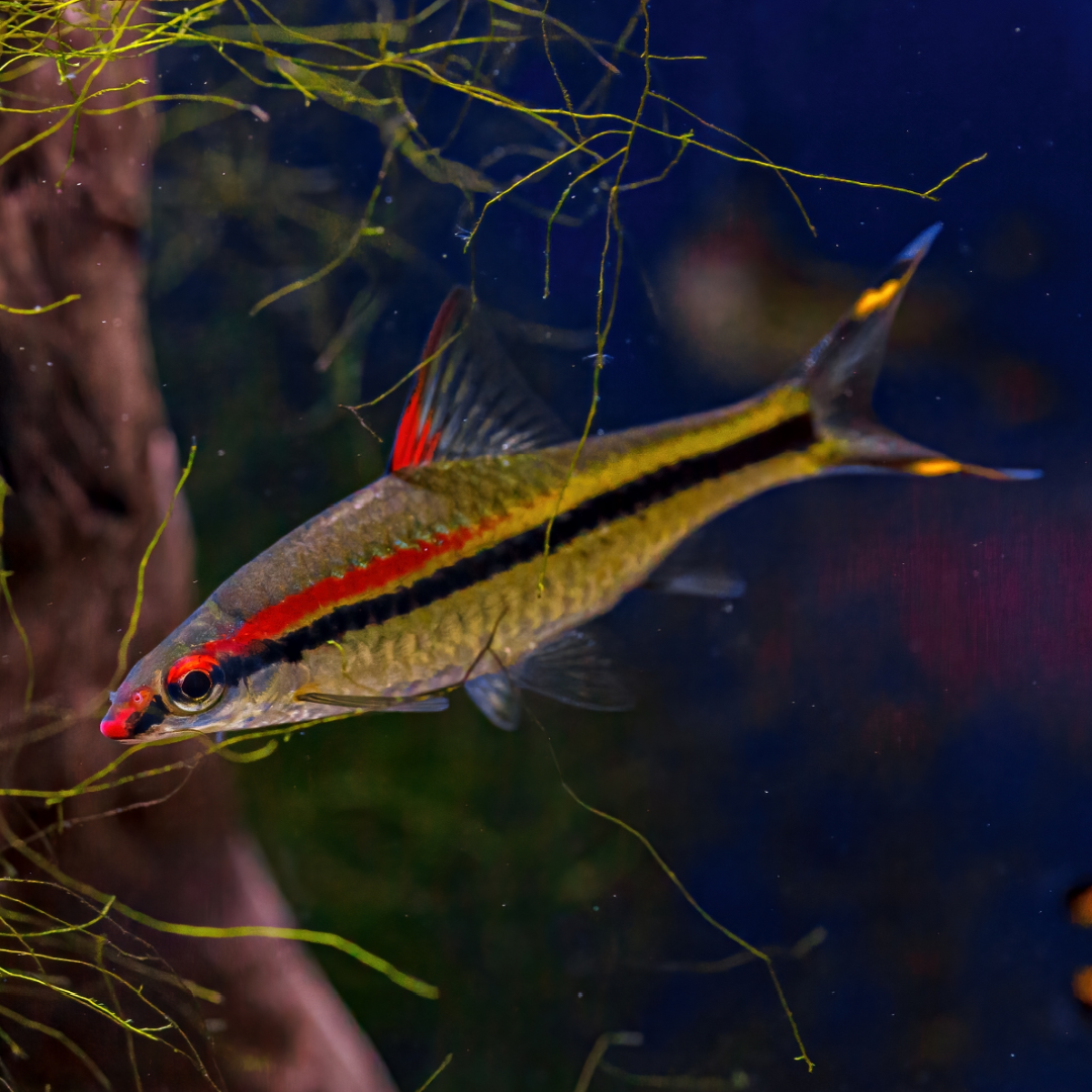 Parmička Denisonova 4-5cm (Sahyadria denisonii)