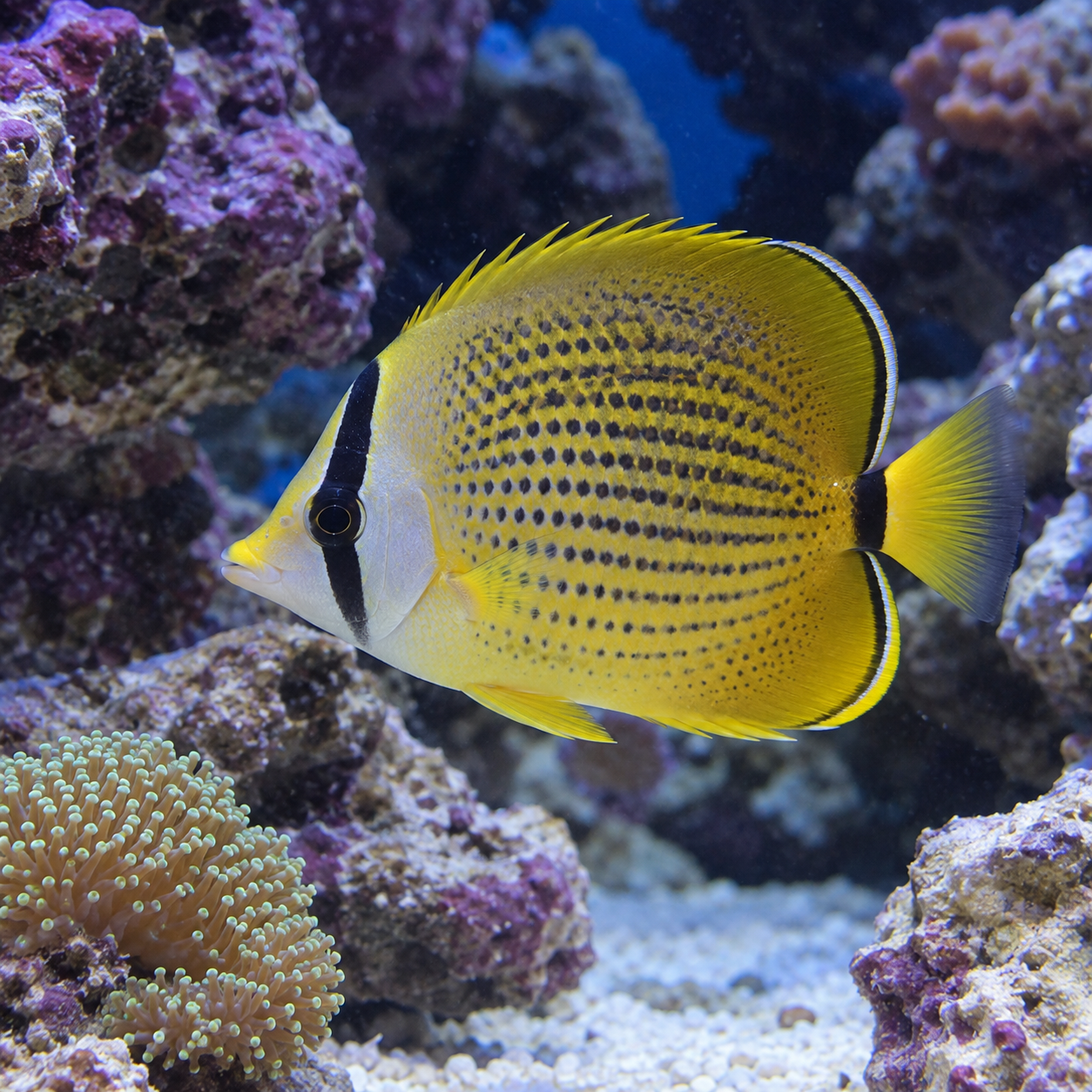 Klipka Kleinova (Chaetodon kleini)