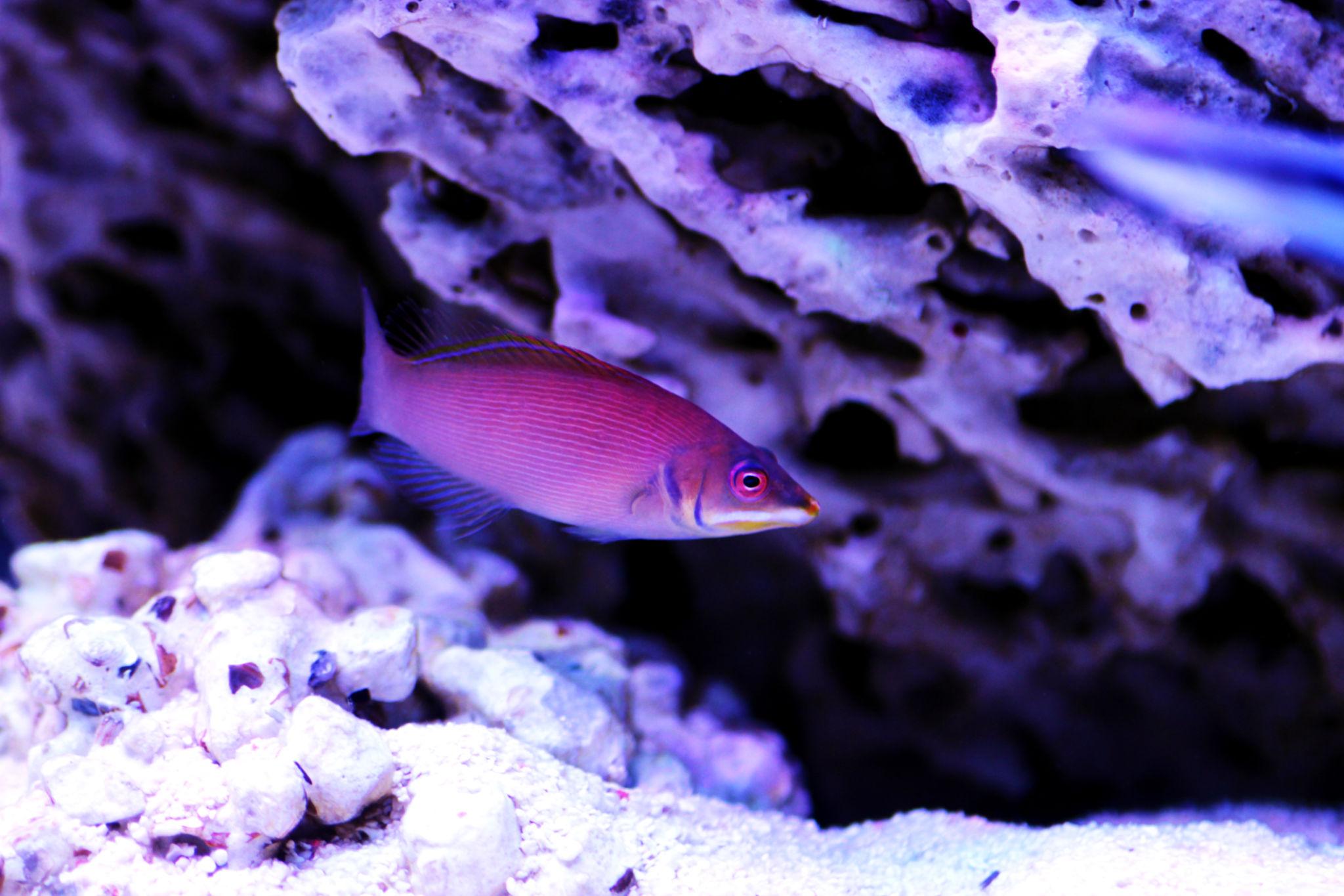Pyskoun proužkovaný (Pseudocheilinus evanidus )