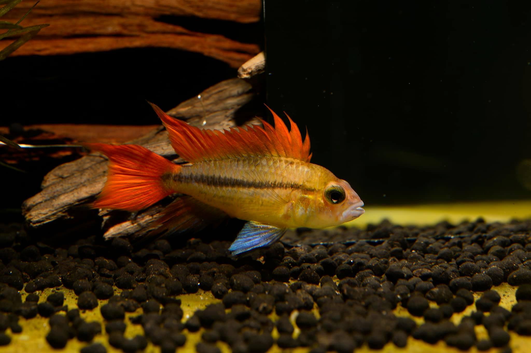Cichlidka papouščí „Orange“  (Apistogramma cacatuoides „Orange“ )