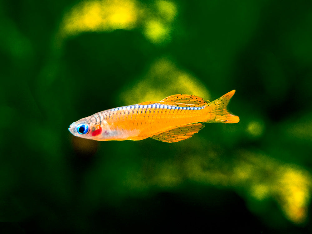 Duhounek luminatus 2-2,5cm (Pseudomugil luminatus)
