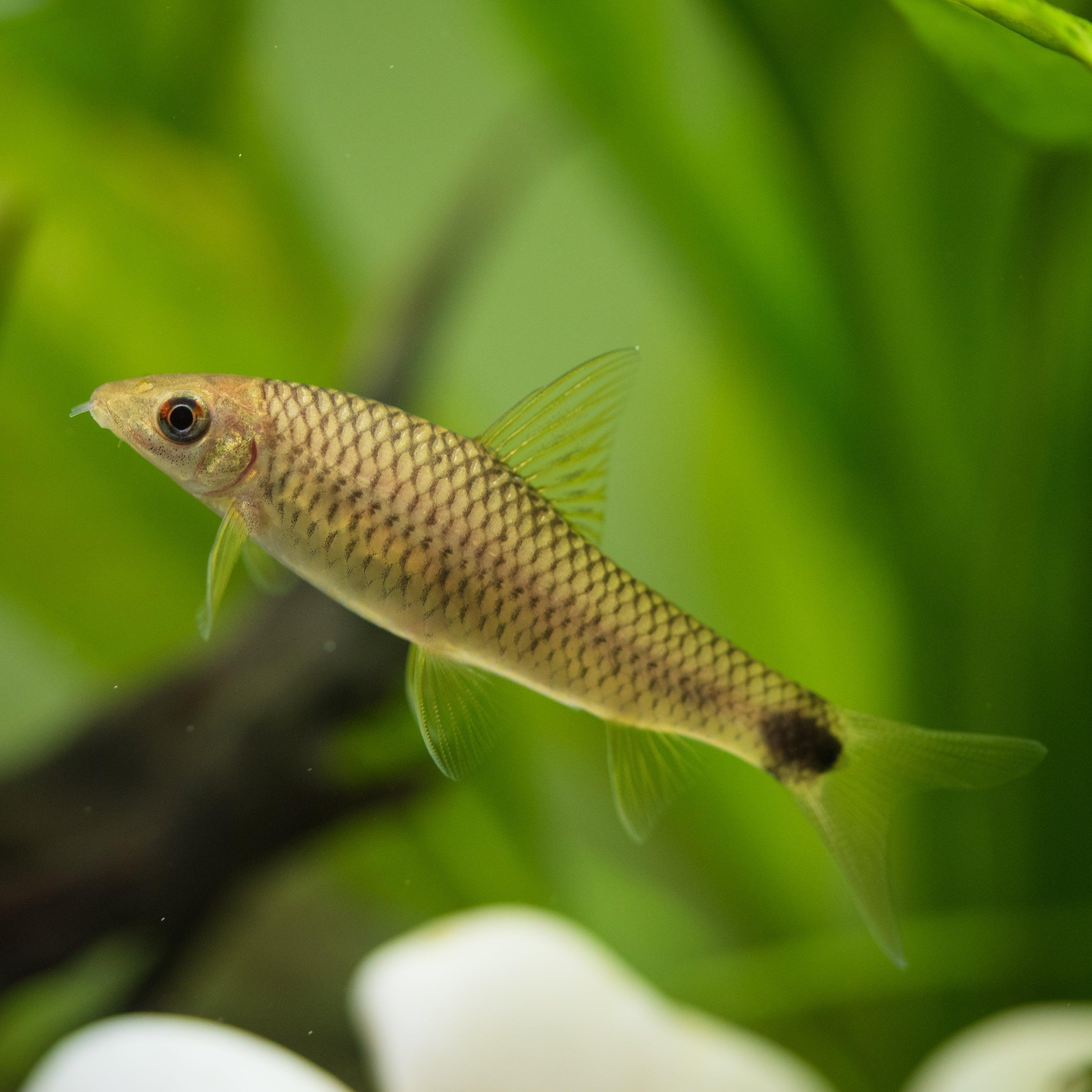 Parmoun sít'kovaný  4cm (Crossocheilus reticulatus)