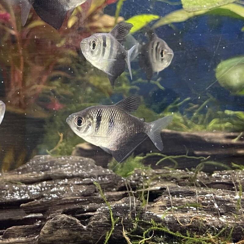 Tetra černá 3cm (Gymnocorymbus ternetzi)