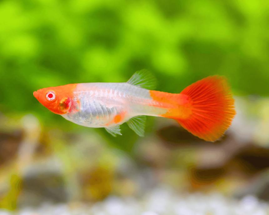 Paví oko Koi samice (Poecilia reticulata Koi female)