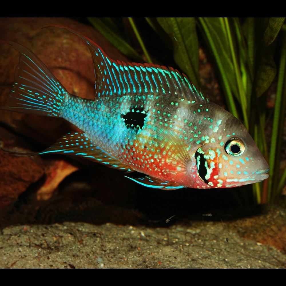 Kančík Eliotův 3,5-5 cm (Thorichthys ellioti)