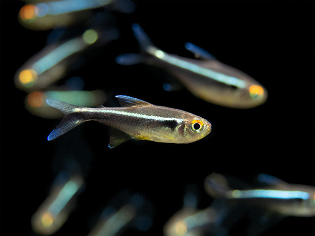 Neonka černá 2,5-3cm (Hyphessobrycon herbertaxelrodi)