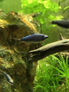 Tetra královská modrá 2,5cm (Inpaichthys kerri Blue)