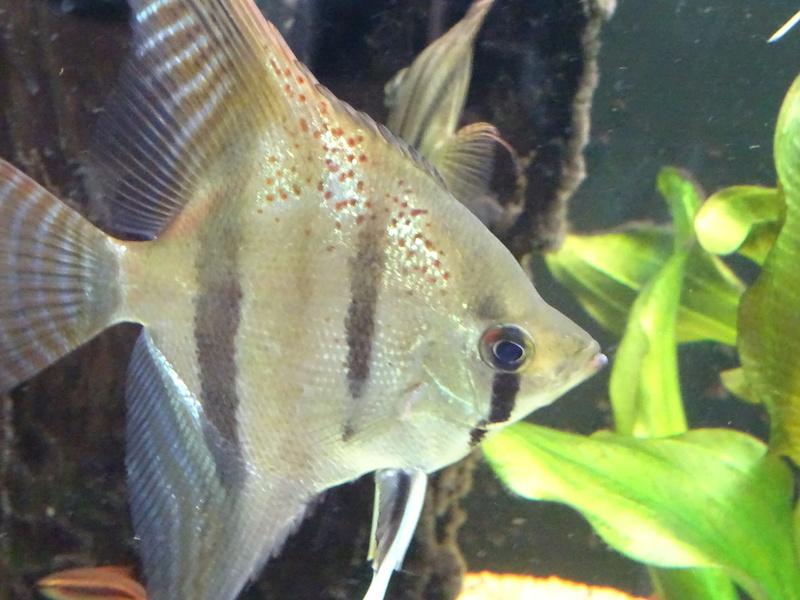 Skalára 4-6 cm santa izabela (Pterophyllum scalare santa izabela 4-6 cm)