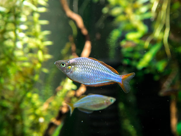 Gavúnek trpasličí 3,5cm (Melanotaenia praecox)