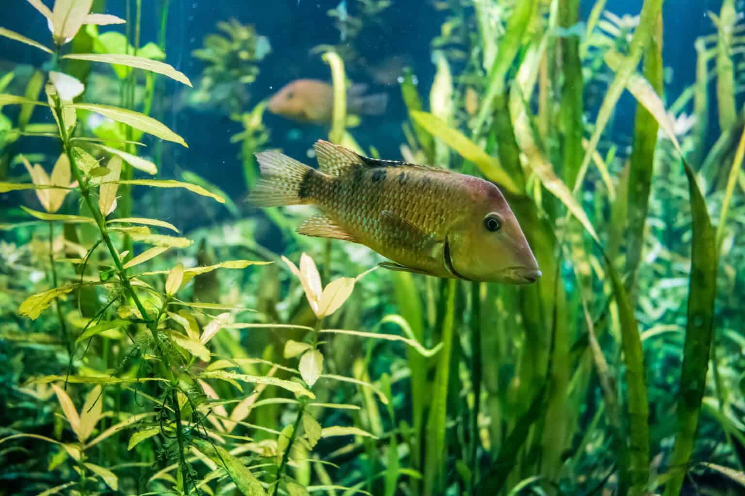 Perlet'ovka  Steindachnerova 4-5cm (Geophagus steindachneri)