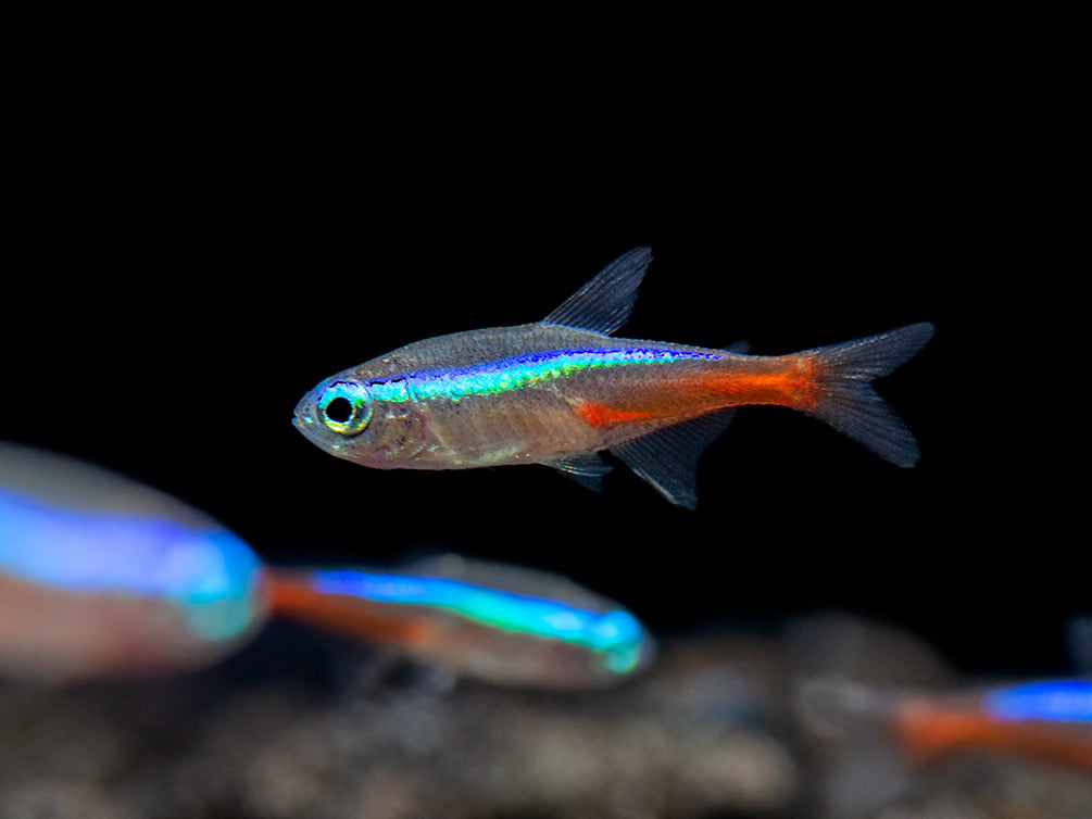 Tetra neonová 2-2,5cm (Paracheirodon innesi)