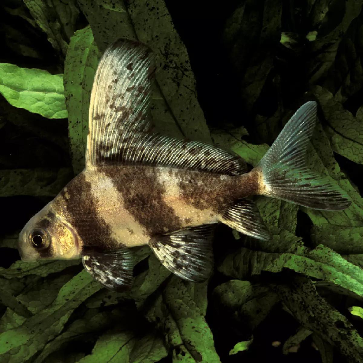 Řezatka čínská 10-12 cm (Myxocyprinus asiaticus)