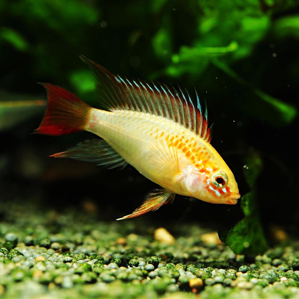 Cichlidka pestrá zlatá 4 cm (Apistogramma viejita gold)
