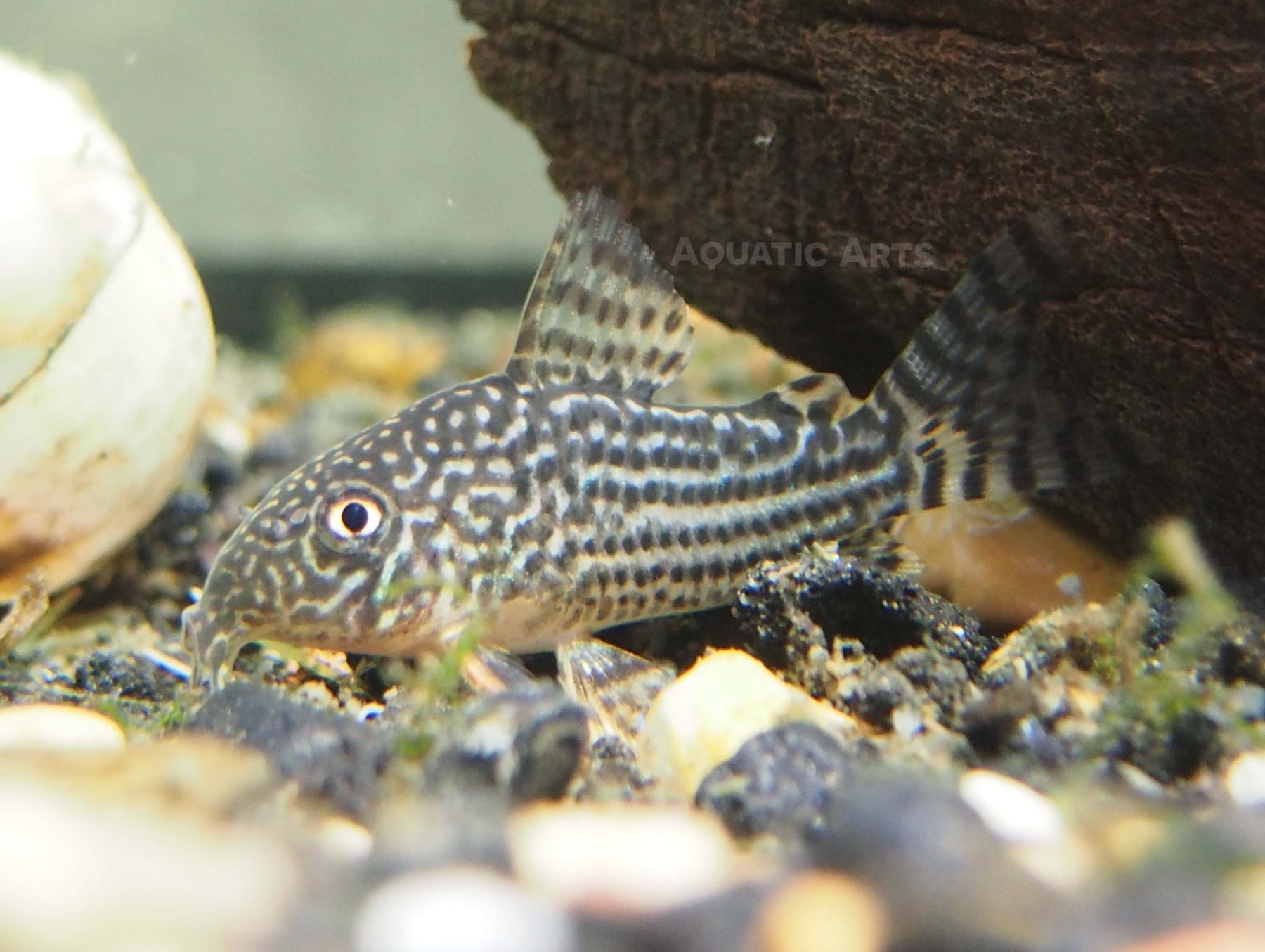 Pancéřníček Sterbův 3cm (Corydoras sterbai)