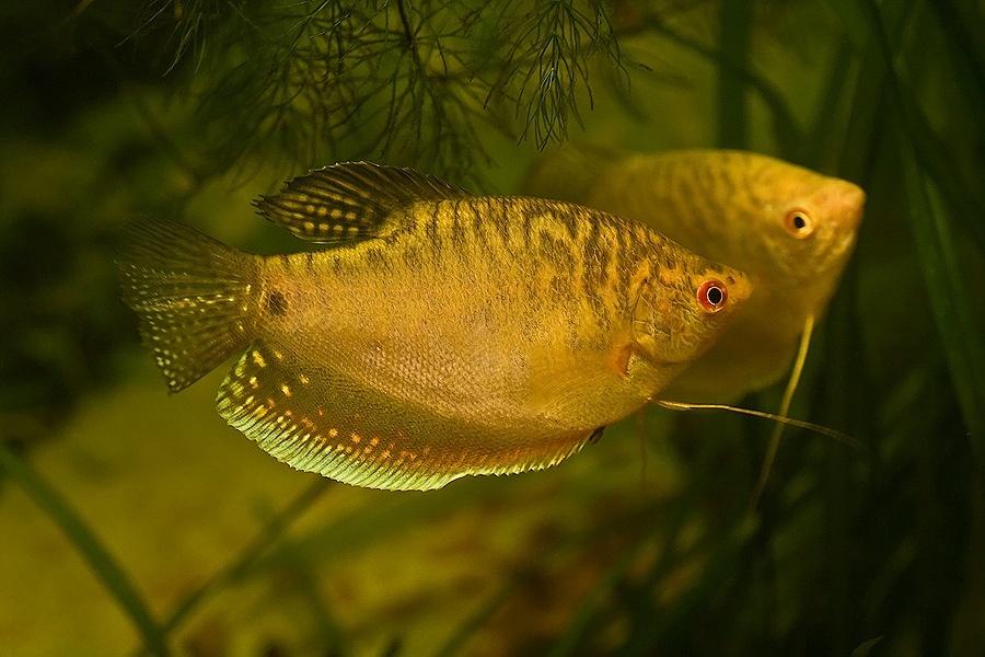 Čichavec zlatý 6-7 cm (Trichopodus trichopterus gold 6-7 cm)