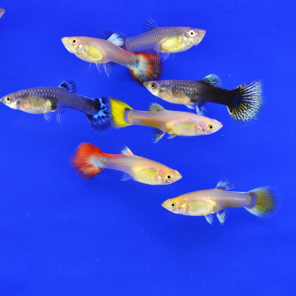 Paví očko samice mix 3-3,5cm (Poecilia reticulata)