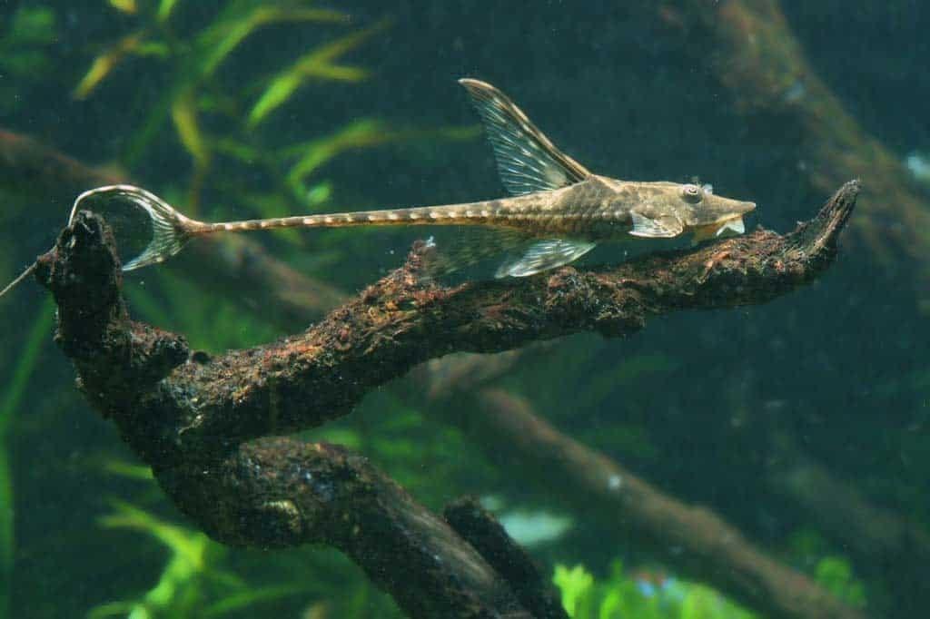 Krunýřovec Panamský (Sturisoma panamense)