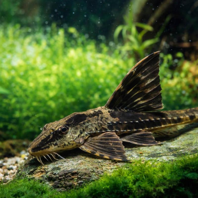 Krunýřovec 6,5-7cm (Rineloricaria sp. Rio Atabapo)