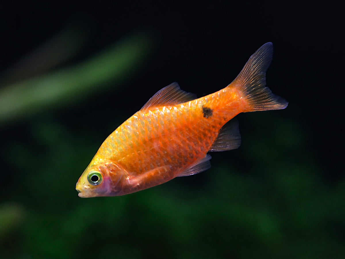 Parmička nádherná  5 cm (Barbus conchonius red)