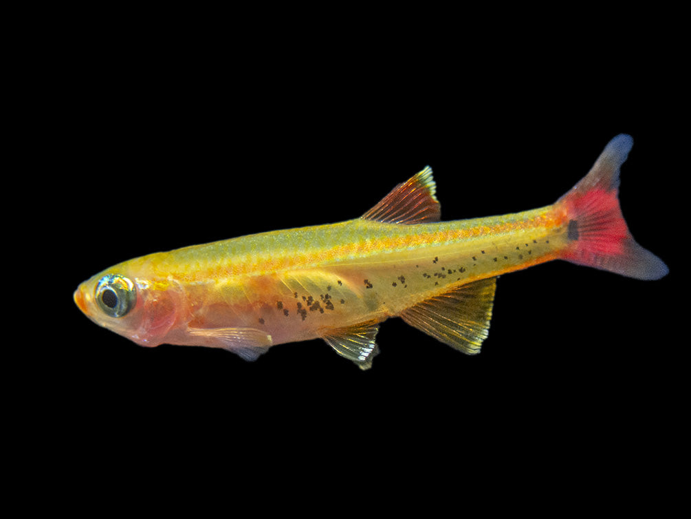 Kardinalka zlatá gold 2,5-3cm (Tanichthys albonubes var. gold)
