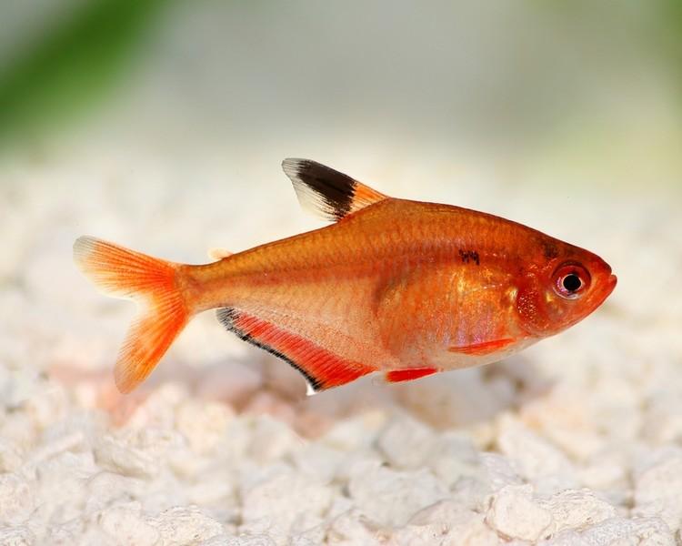 Tetra rudá 2-2,5cm (Hyphessobrycon eques)