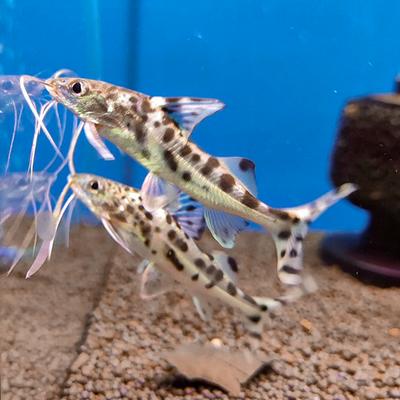 Anténovec barevný 6cm (Pimelodus pictus)