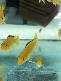 Tlamovec 5cm (Labidochromis caeruleus)