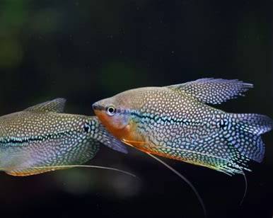 Čichavec perleťový 5cm (Trichopodus leerii)