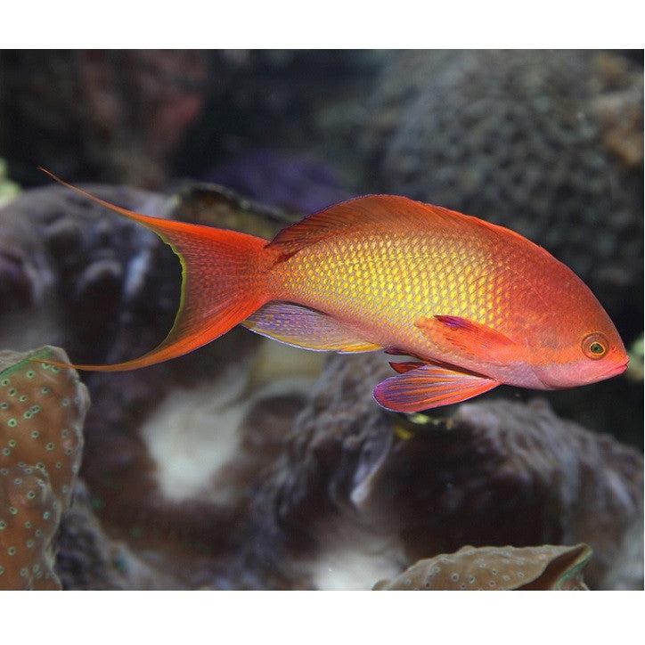 Bradáč (Pseudanthias squamipinnis)