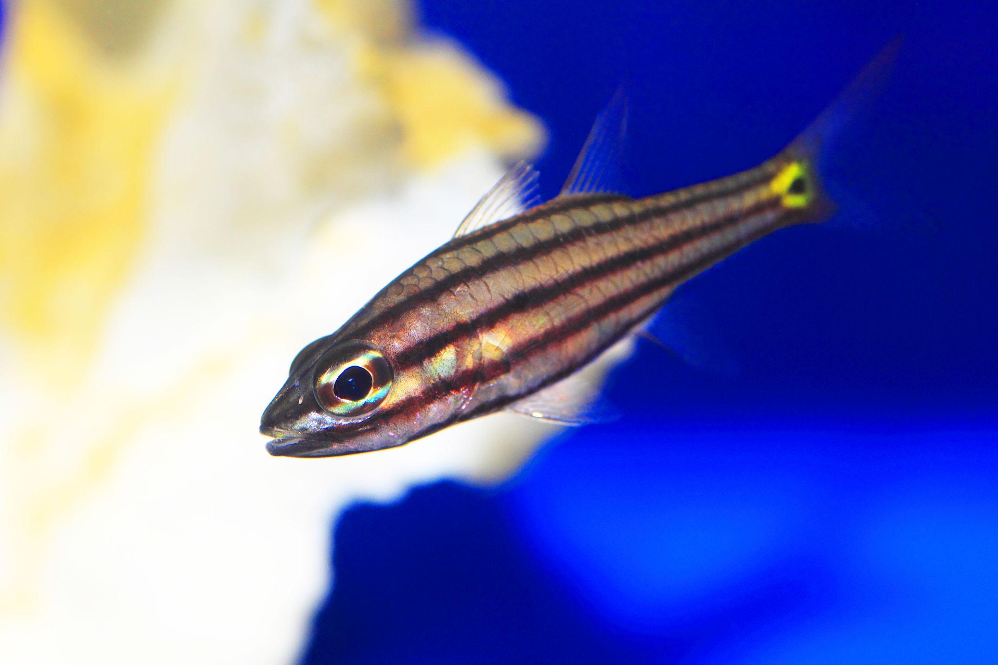 Parmovec pětipruhý (Cheilodipterus quinquelineatus)