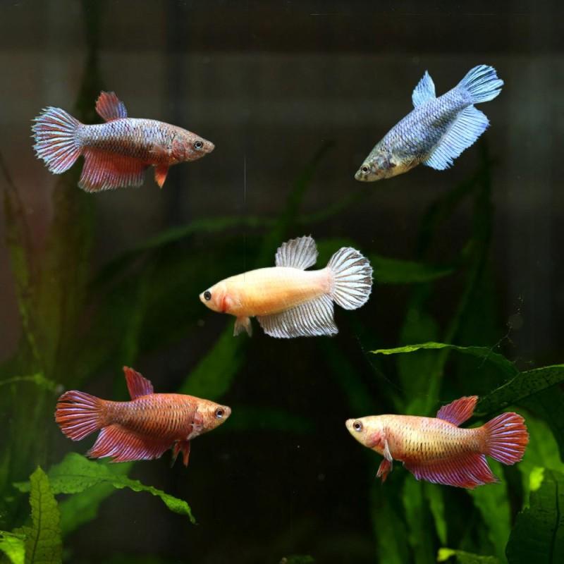 Bojovnice pestrá samice  xl (Betta splendens samice xl)