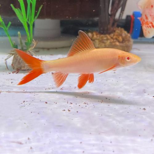 Parmička červenoploutvá albino 4cm (Epalzeorhynchos frenatum var. albino)