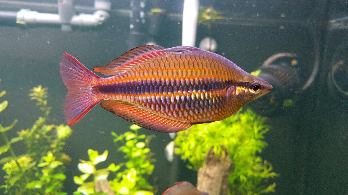 Gavúnek třípruhý 8 cm (Melanotaenia trifasciata)
