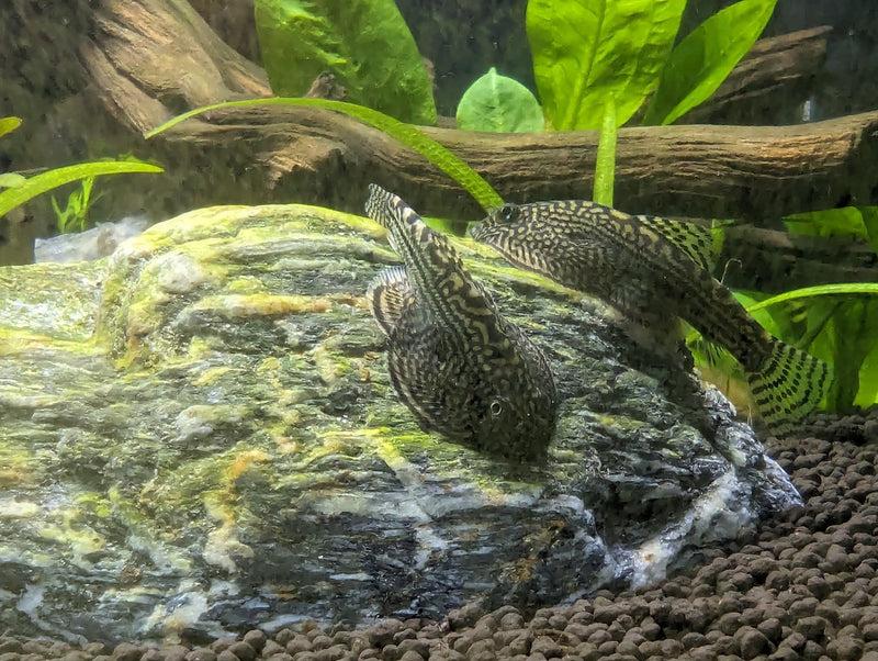 Sewelie pruhovaná 4cm (Sewellia lineolata)