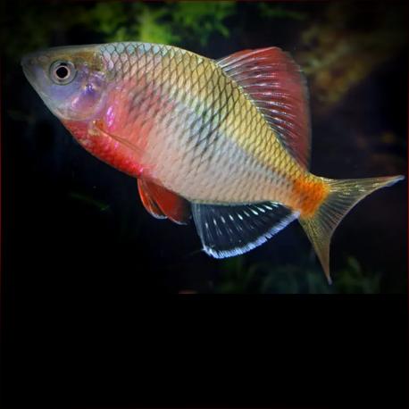 Hořavka obří (Acheilognathus macropterus)