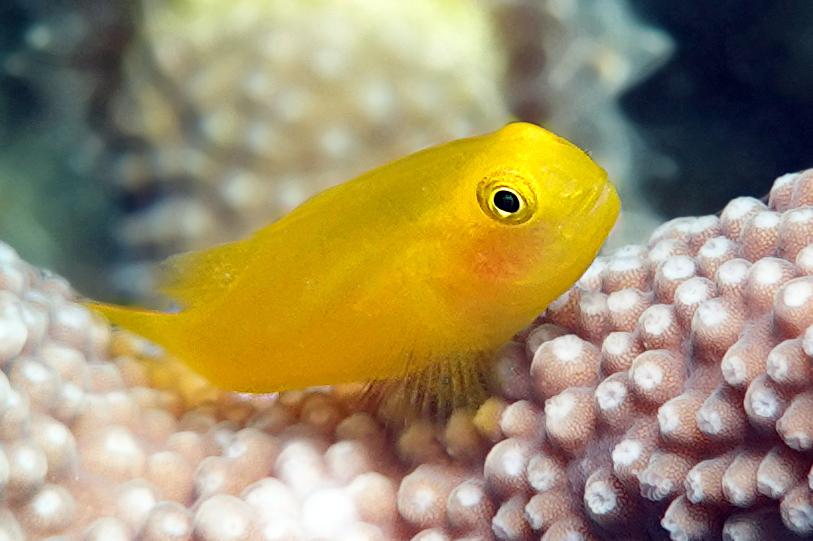 Hlaváč okinawský (gobiodon okinawae)