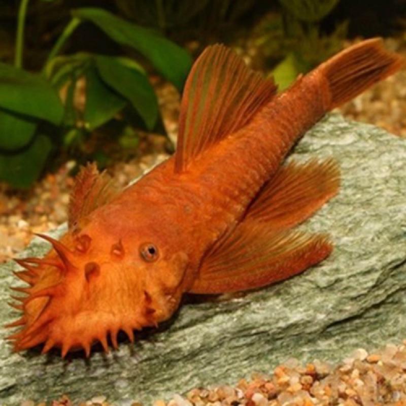 Ancistrus red 3-3,5cm (Ancistrus red)