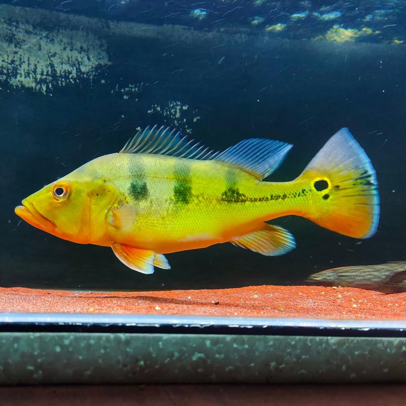 Cichla monoculus  cm 10-17 cm (Cichla monoculus)