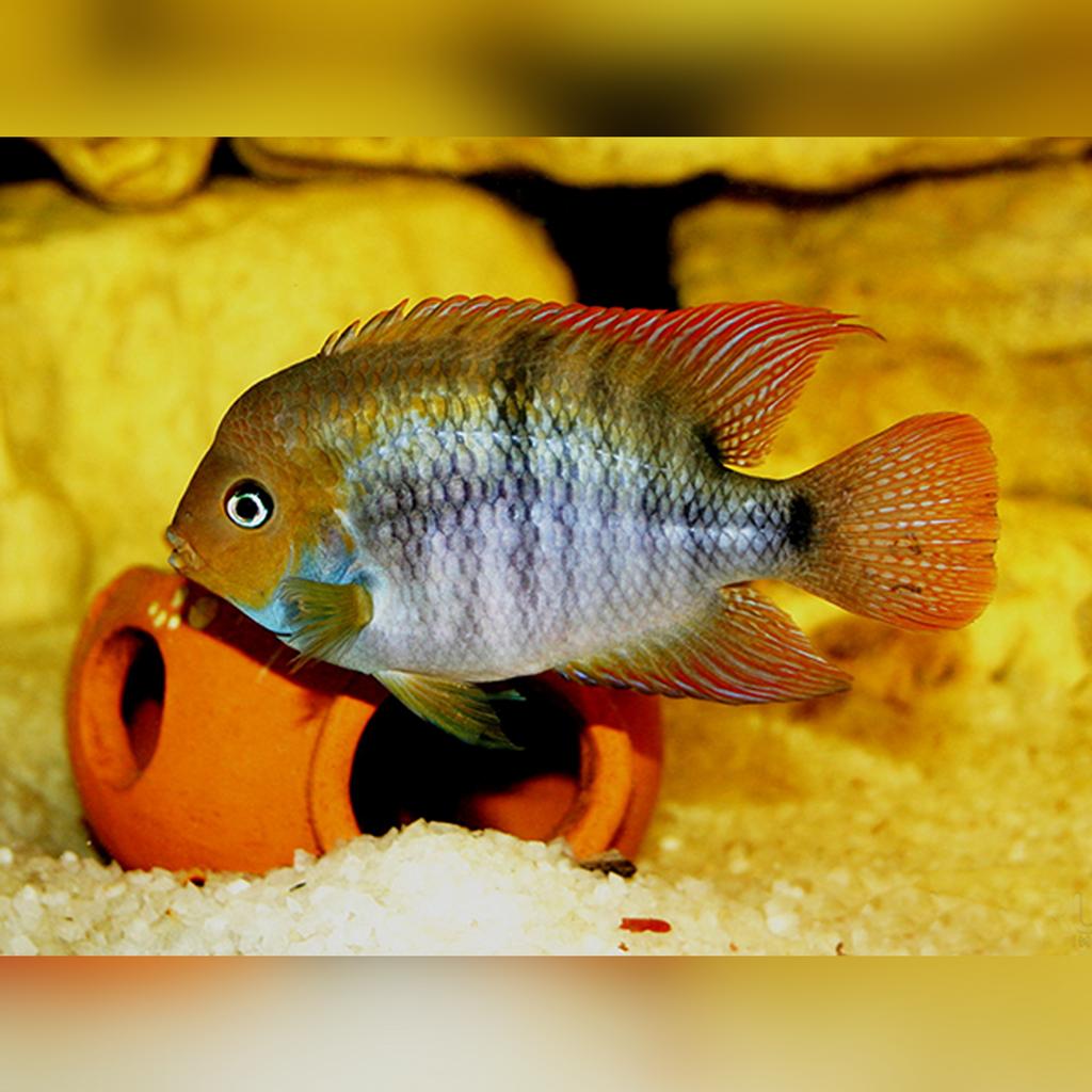 Kančík zelenooký 3-4cm (Cichlasoma sajica)