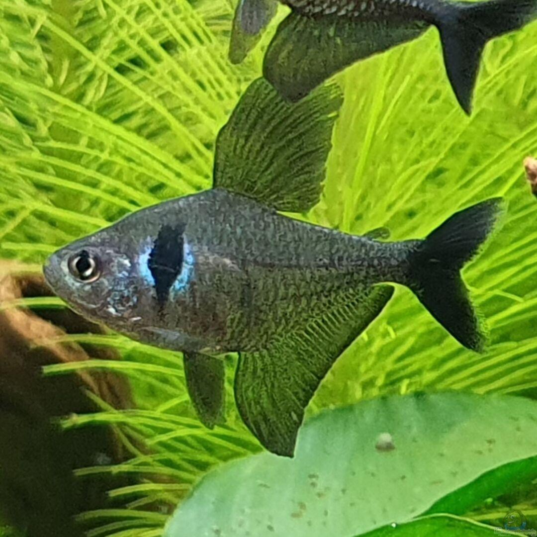 Fantom černý (Megalamhodus megalopterus)
