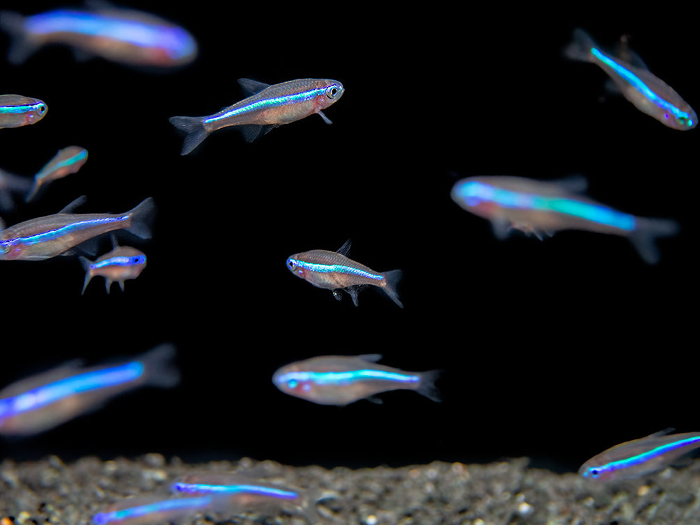 Neonka modrá 2cm (Paracheirodon simulans)