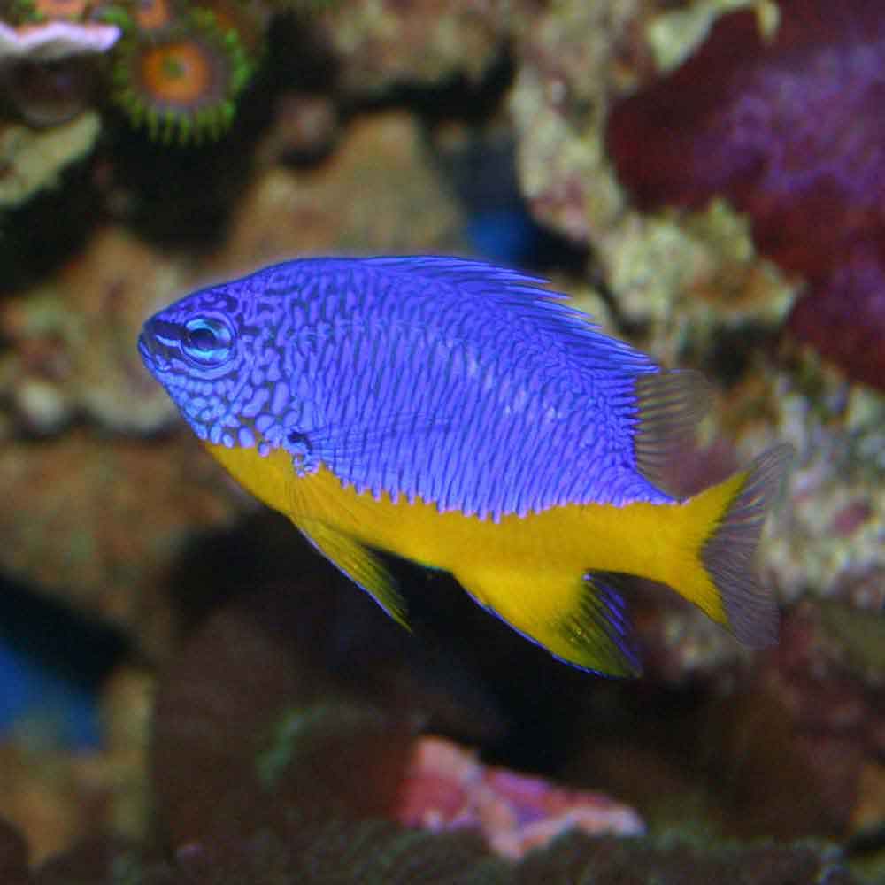  Sapínek azurový (Chrysiptera hemicyanea)