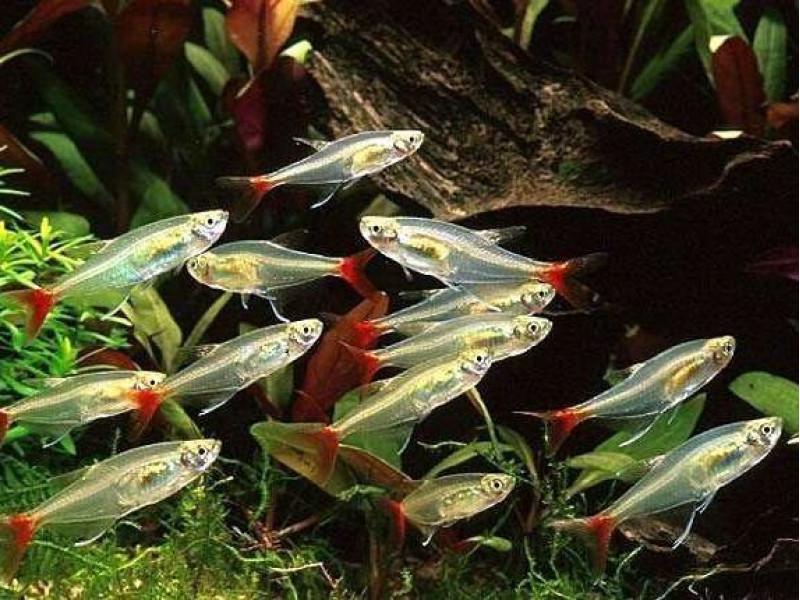 Tetra vláknopoutvá 3,5cm (Prionobrama filigera)