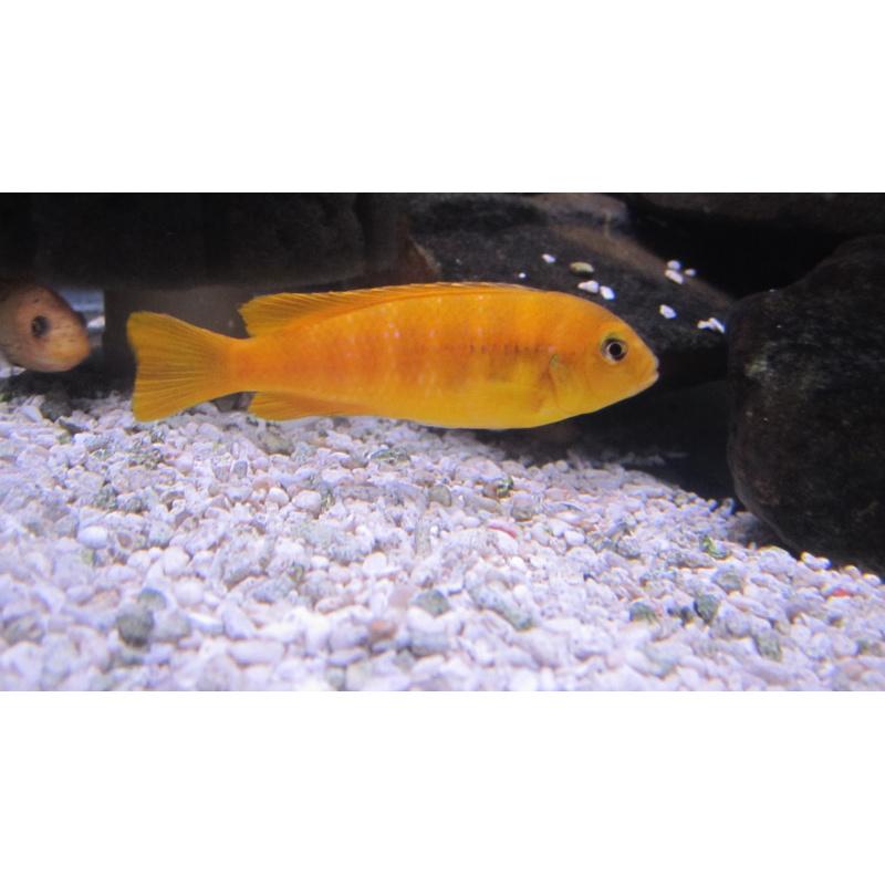 Tlamovec 4cm (Chindongo saulosi var. red)