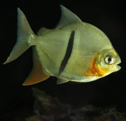 Tetra Schomburgkova 8-9 cm ( Myloplus schomburgkii)